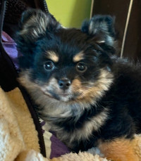 Small Breed Pom poochi Puppy for sale