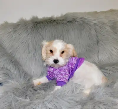 Cell:514-430-1821. Text:514-430-1821 Chiot Morkie de 3 mois de disponible. Il a reçu ces 2 premiers...