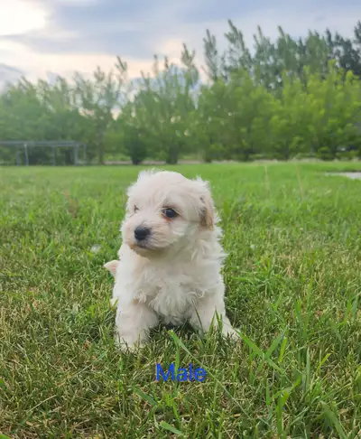 Adorable Maltipoo Puppies Ready for Their Forever Homes!, View more