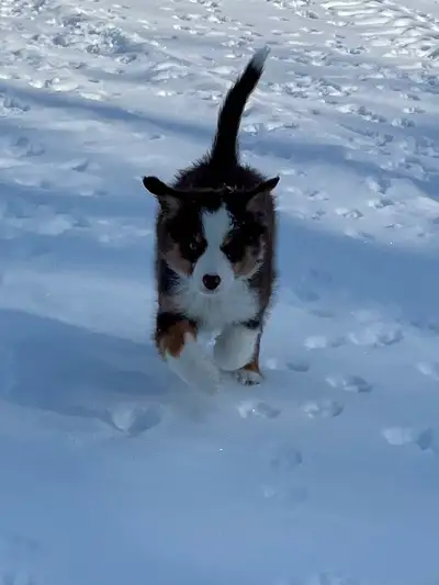 Berger miniature, View more