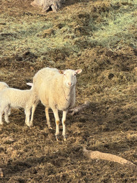 Ewes with lambs at side singles and twins 