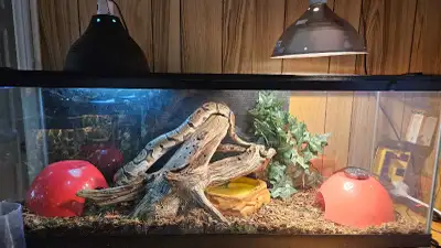 Ball Pythons. 25% sale right now, View more