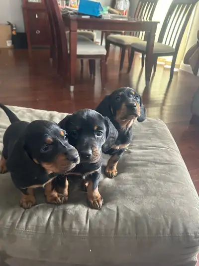 Rare Kopov puppies now available 519-817-1879, View more