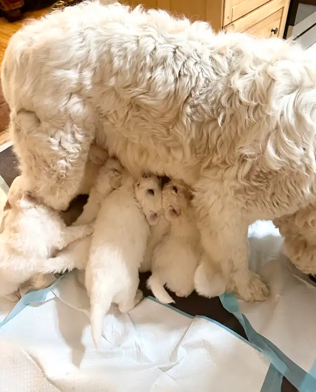 Great Pyrenees puppies ( PUREBRED) in Dogs & Puppies for Rehoming in St. Albert - Image 10