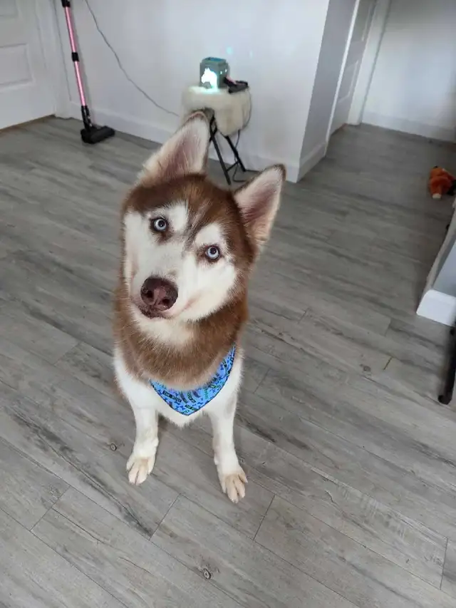 Husky dog available for adoption