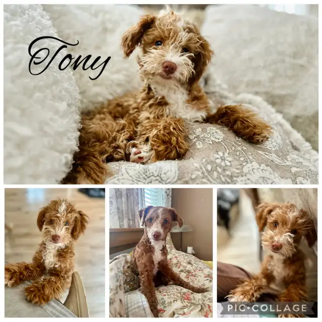 Cockapoo Puppies | Dogs & Puppies for Rehoming | Dartmouth | Free local ...