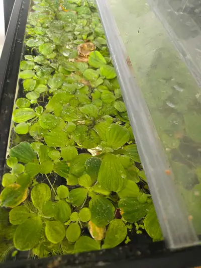 water lettuce, View more