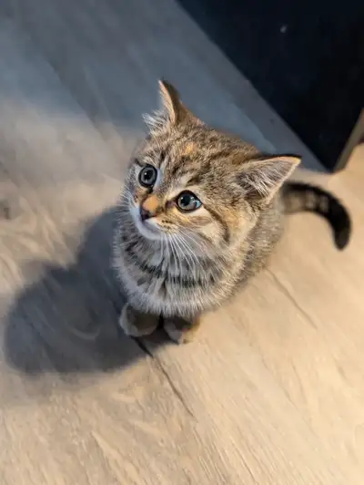 2 Kittens looking for their new families! - CURRENTLY PENDING, View more