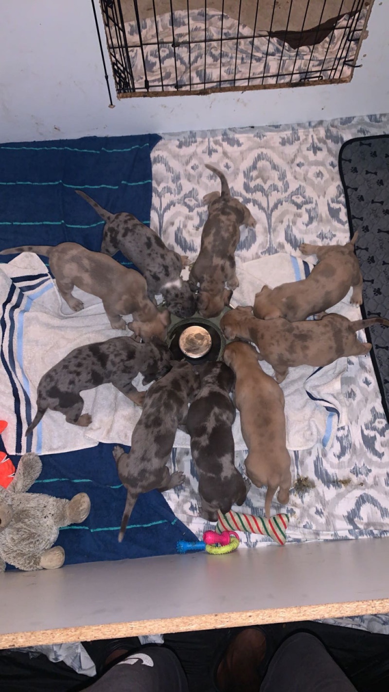 dogs for sale Livestock Cambridge Kijiji