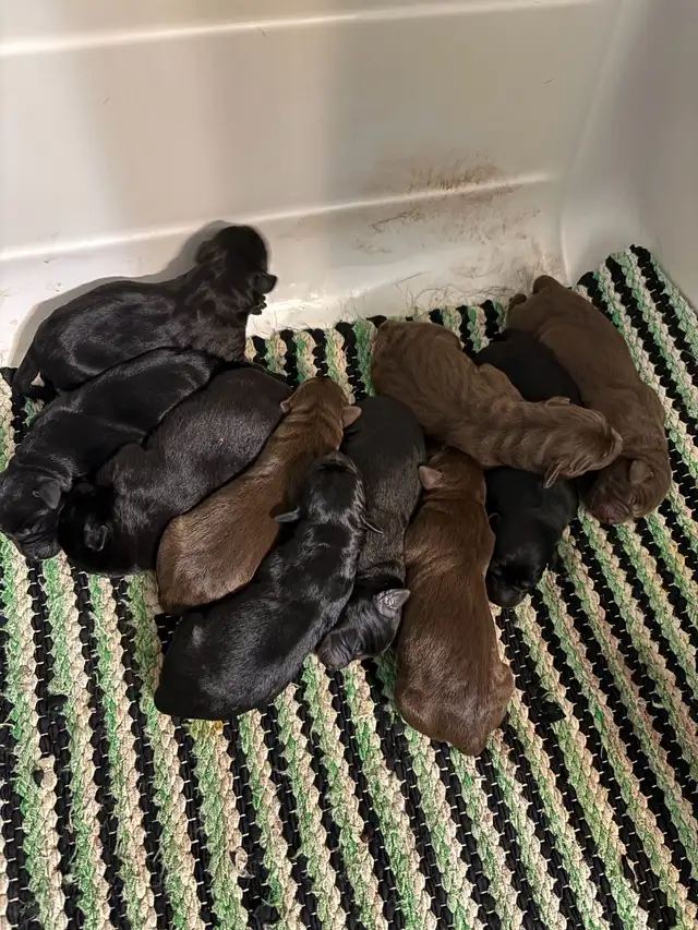 Labrador puppies in Dogs & Puppies for Rehoming in Ottawa - Image 3