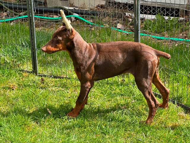 Beautiful cropped doberman puppies in Dogs & Puppies for Rehoming in Delta/Surrey/Langley - Image 4