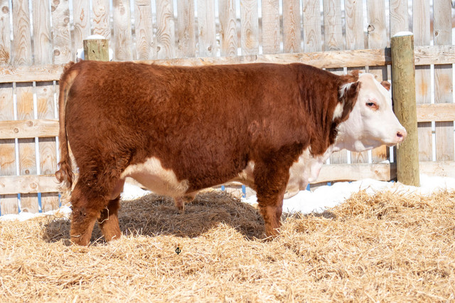 Hereford Bulls Forsale  in Livestock in Moose Jaw - Image 3