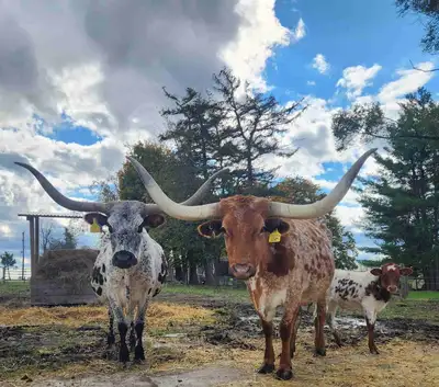 Registered Texas Longhorns, View more