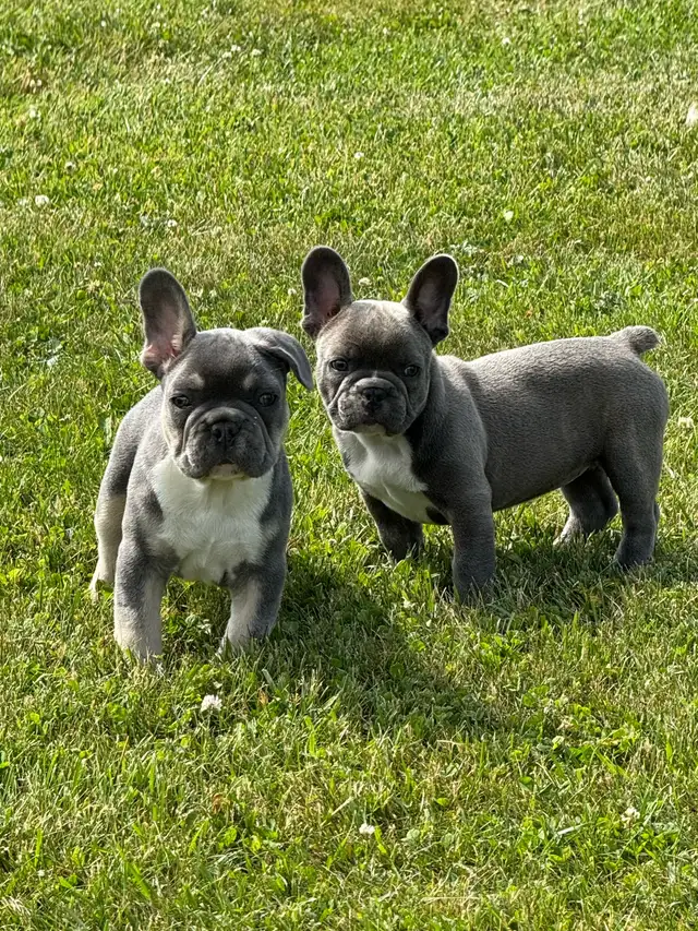  French bulldogs puppies  in Dogs & Puppies for Rehoming in Hamilton - Image 7