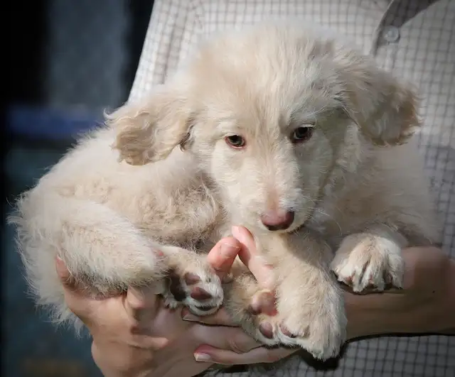 4 DOODLES, BORDOODLES F1 et F2 et F3 , PUPPIES, CHIOT in Dogs & Puppies for Rehoming in Laurentides - Image 12