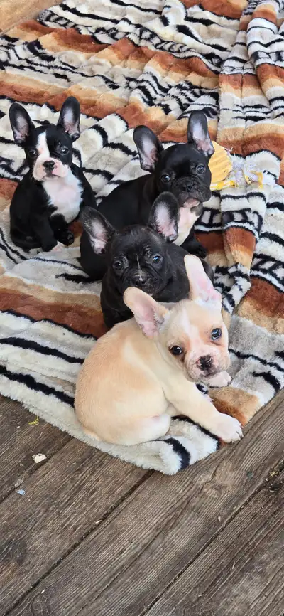 Frenchtons, View more