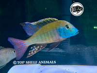 African Cichlids - F1 Lethrinops   Albus Kande