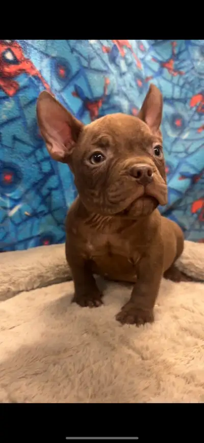 Mini Bulldog Puppies 10wks, View more