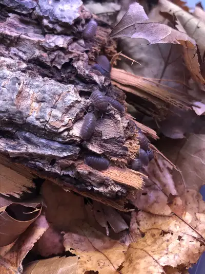 Cubaris murina, View more