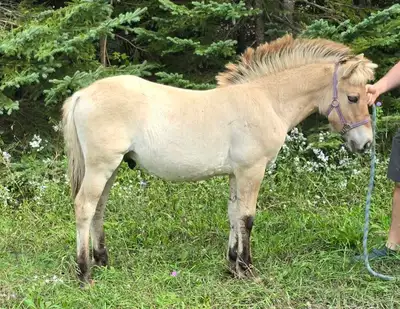 Registered Norwegian Fjord Colt , View more