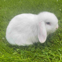 Purebred Holland Lop Baby Bunny