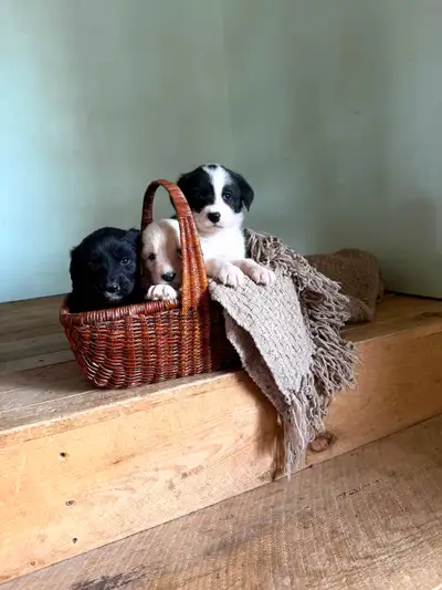 Happy, healthy crossbreed pups will be ready for a new home June 10th. Born April 15th. Father is pr...