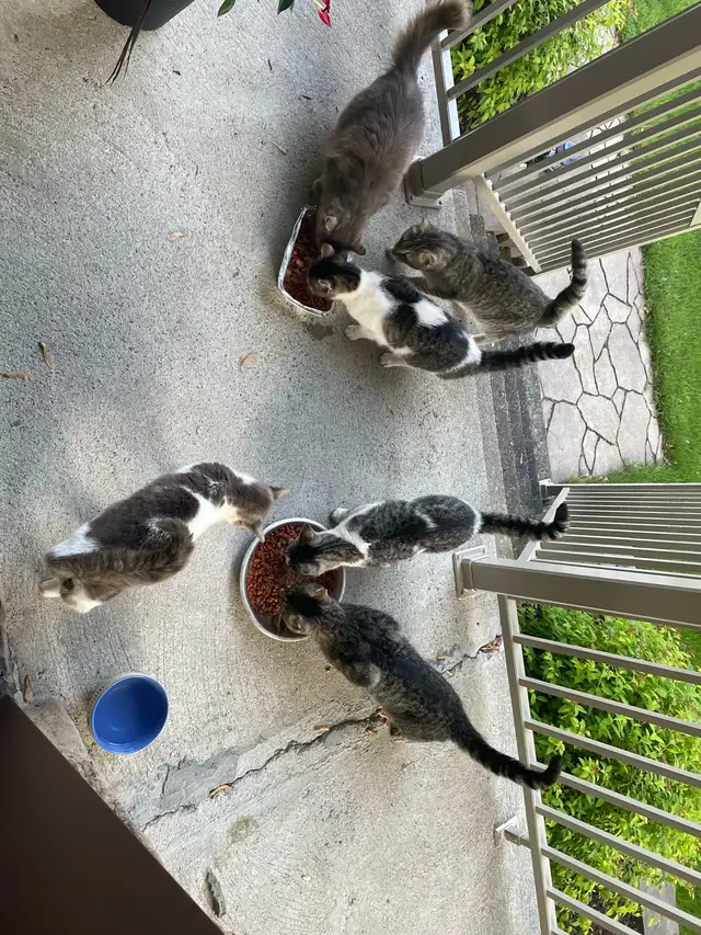 félin chat in Cats & Kittens for Rehoming in Laval / North Shore - Image 4