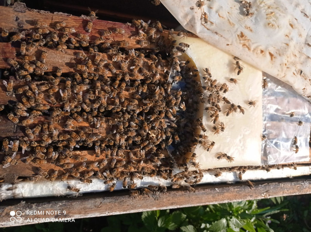 Honey Bee 4-Frame Nucs in Livestock in Delta/Surrey/Langley - Image 3