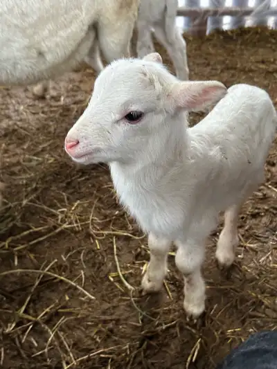 Katdahan painted desert ram lambs, View more