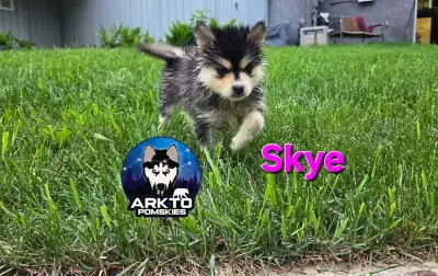 F3 Pomsky Puppies Ready to Go Home Next Week! Arkto Pomskies has 5 beautiful F3 Pomsky puppies avail...