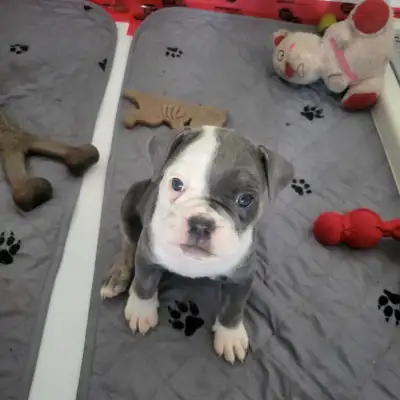 Olde English Bulldogs REGISTERED , View more