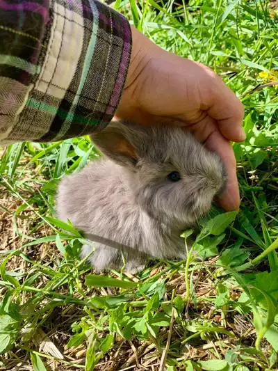 I have 5 purebred English Angora rabbits, 1 lilac female, 1 lilac male, 2 black male, and 1 black fe...