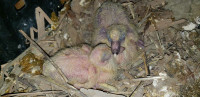2 pigeons chick..(5 days old with leg band 2024)