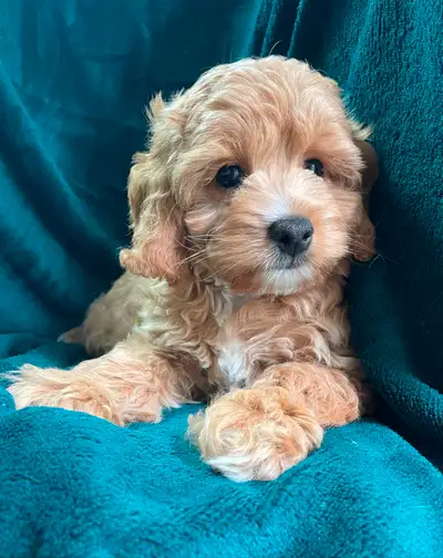 Cockapoo puppies, View more
