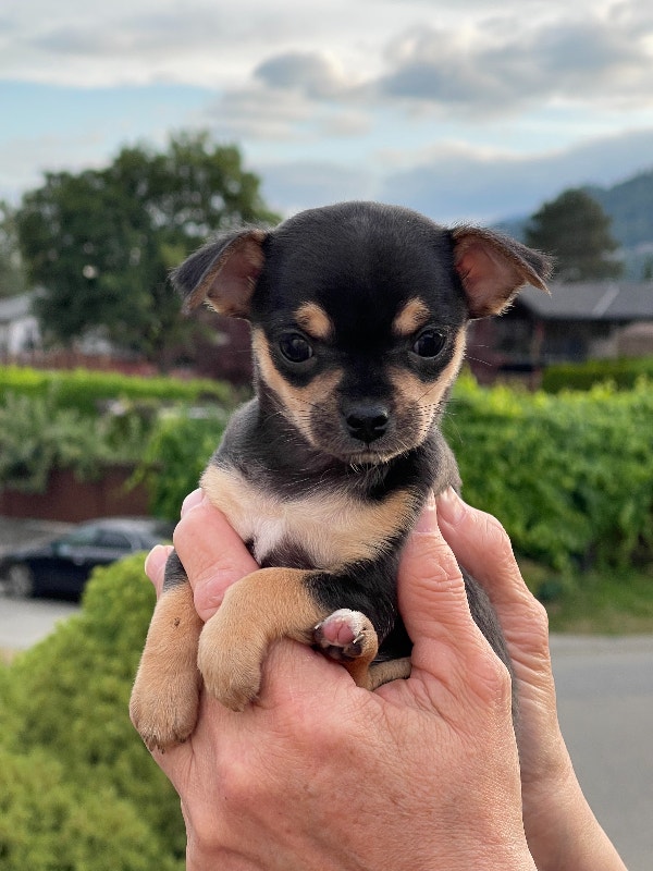 3 CHIHUAHUA PUPPIES PUREBRED, BORN 30 MAY, 2023, ALL FEMALE Dogs