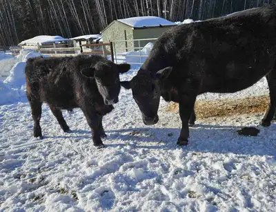 Yearling Black Angus Bull, View more