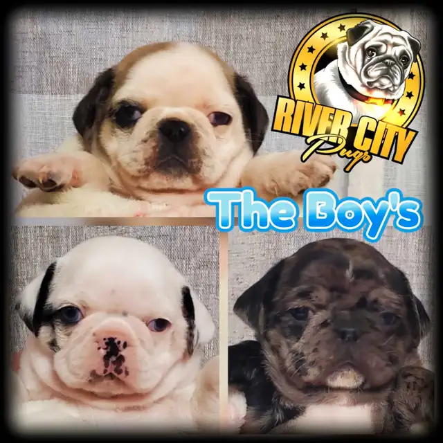 Panda Pug, Merle Pug & Koi Pug Puppies in Dogs & Puppies for Rehoming in Winnipeg - Image 3