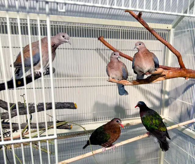 Senegal Laughing Doves,Emerald Doves (RARE),Peace Doves628632681649941210