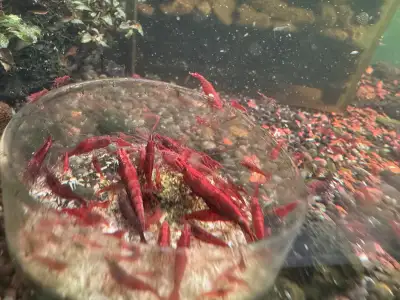 Neocaridina Cherry Shrimp for Sale — $1.50 Each or 10 for $10, View more