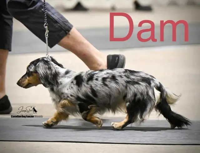 Miniature Long Haired Dachshund Puppies in Dogs & Puppies for Rehoming in St. Albert - Image 5