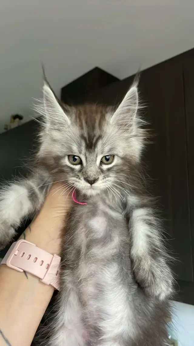 Maine Coon TICA in Cats & Kittens for Rehoming in Québec City - Image 6
