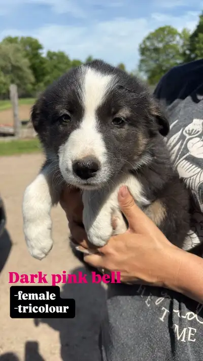 Border Collie / Australian Shepherd cross Puppies, View more