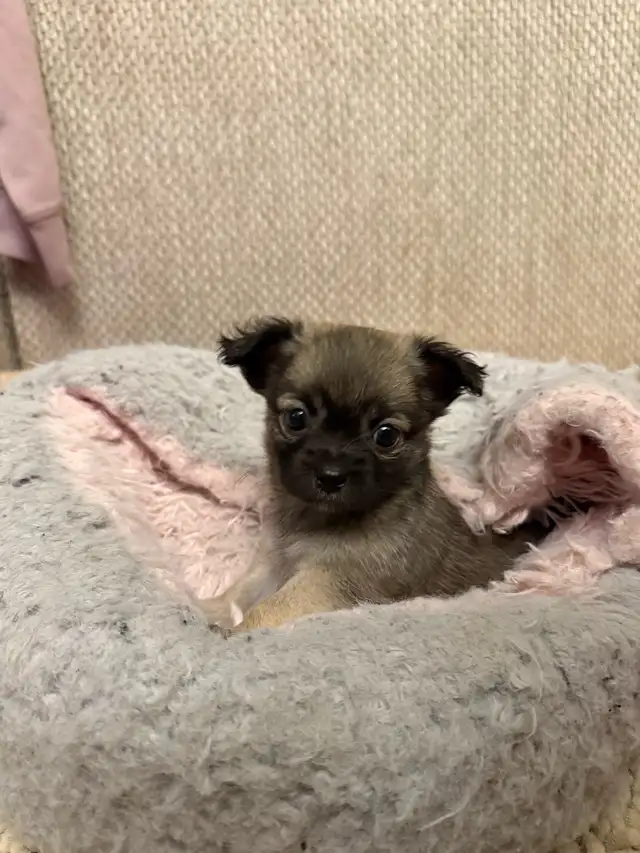 long haired chihuahua puppies in Dogs & Puppies for Rehoming in Markham / York Region - Image 8