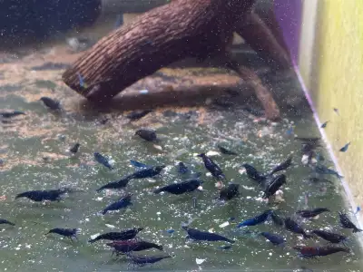 Cherry Red Blue Yellow Orange Black Shrimp Aquarium Plants Sna, View more