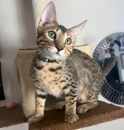 Chaton mâle Savannah F5 disponible (collier bleu et blanc), View more