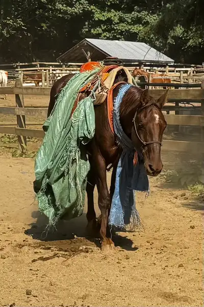 3 Quality Horses Available – Hope, BC Area, View more