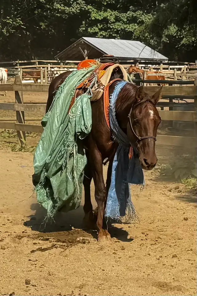 3 Quality Horses Available – Hope, BC Area in Equestrian & Livestock Accessories in Hope / Kent - Image 2