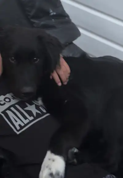 Cute puppy for sale 5mo old, View more
