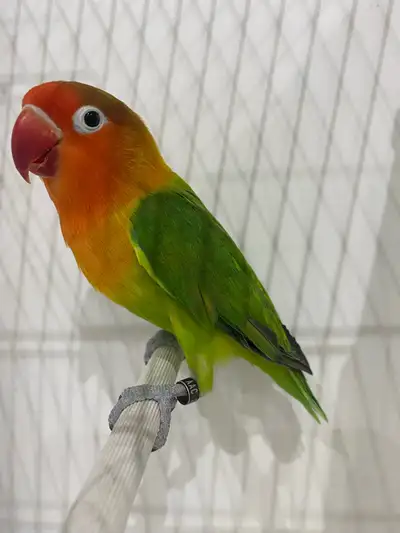 Green Fischer lovebird, View more