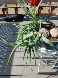 2 Healthy Aloe Vera plants